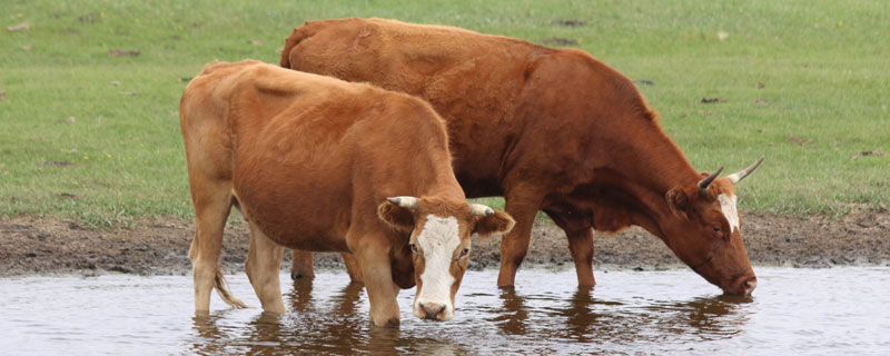 肉牛出肉率是多少 牛的出肉率是多少?