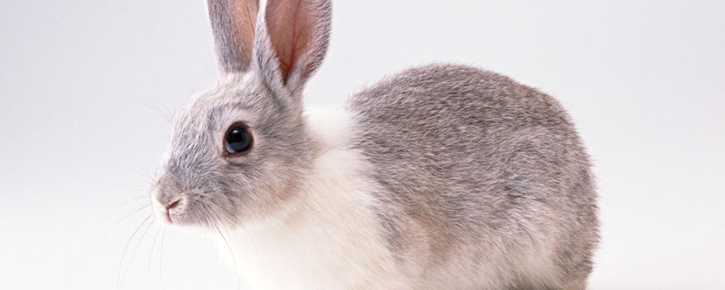 野兔圈养和笼养的方法 野兔可以笼养吗?