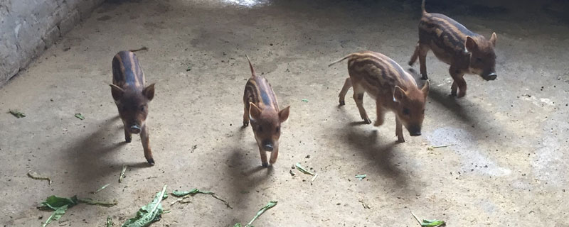 3万元养殖野猪有几只