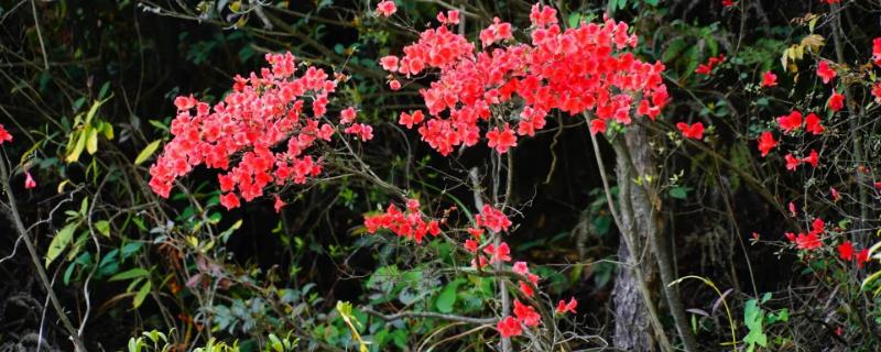 映山红是什么花，花期有多长（映山红开几季花）