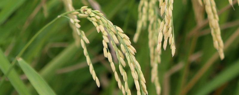 杂交水稻是什么，是如何杂交出来的 杂交水稻是什么,是如何杂交出来的视频