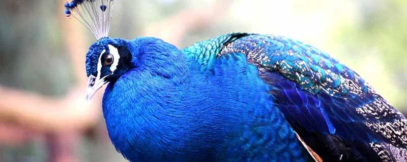 蓝孔雀幼崽怎么养 蓝孔雀养殖技术