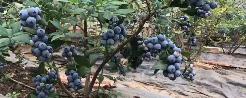 蓝莓新品种云雀和法新（蓝莓品种云雀介绍）