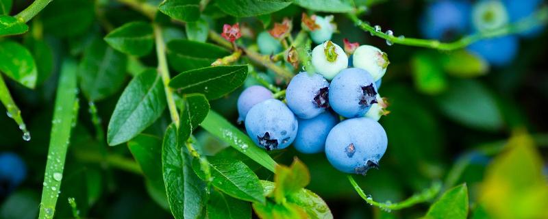 蓝莓保存时间和方法，蓝莓如何挑选（蓝莓的保存方法如下）