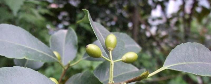 冬青花语，附特点