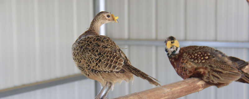 野鸡和土鸡能一起养吗(鸡和野鸡可以一起养吗)