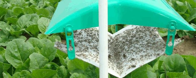 性引诱剂属于什么防治,性引诱剂为什么诱杀雄性个体