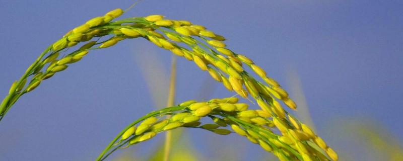 水稻结构，水稻的起源和历史 水稻起源于