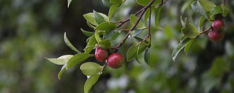 山茶树种植方法和管理，山茶树施什么肥料