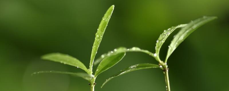 植物种子在发芽过程中对氧气量及温度需求最高的是，植物种子的传播方式