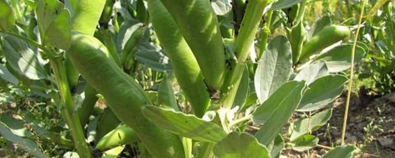 蚕豆一窝种几粒，蚕豆的种植方法 蚕豆种植每坑放几粒豆种