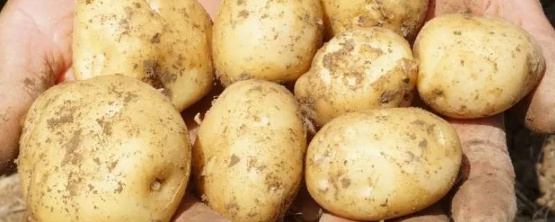 土豆产量每亩多少斤，附种植方法 土豆亩产量一般是多少斤