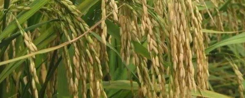 吉农大673水稻品种（吉农大673水稻品种是国审吗）