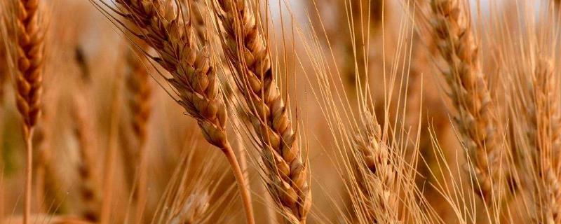 春性高产小麦品种
