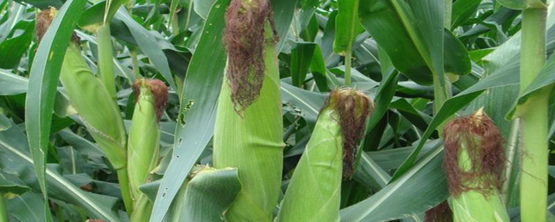 玉米生长周期多少天，附种植方法 玉米生长周期是多长时间