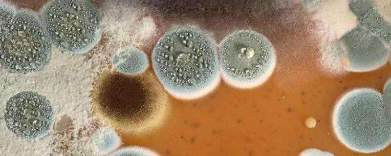 霉菌的繁殖方式，霉菌是什么引起的（霉菌的繁殖方式及生活史）