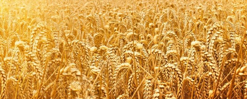 小麦产量，小麦产量三要素是什么（小麦产量的三要素）