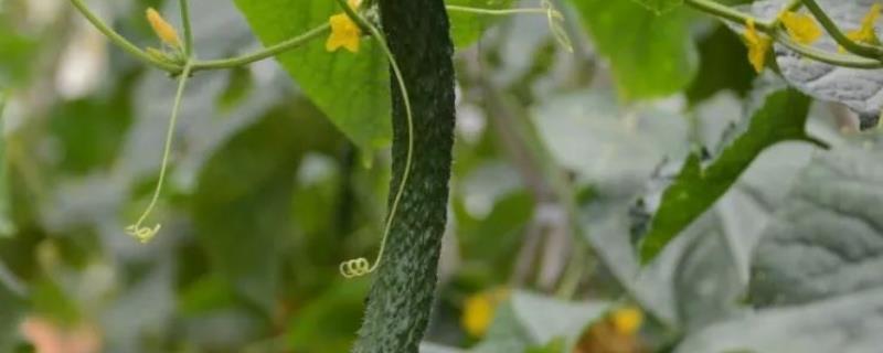 黄瓜种植技术与管理方法（满地爬黄瓜种植技术与管理方法）