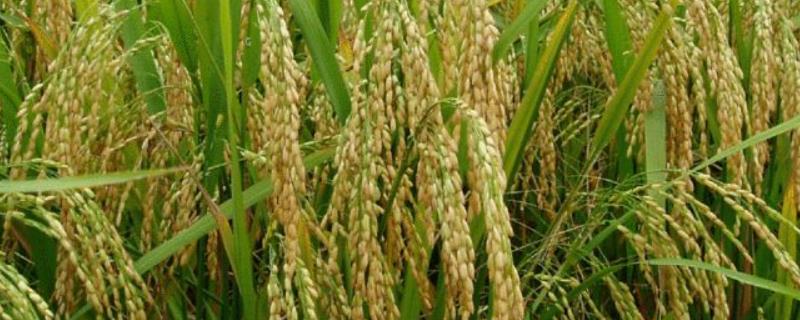 6612水稻品种 6612水稻品种抗倒伏吗?