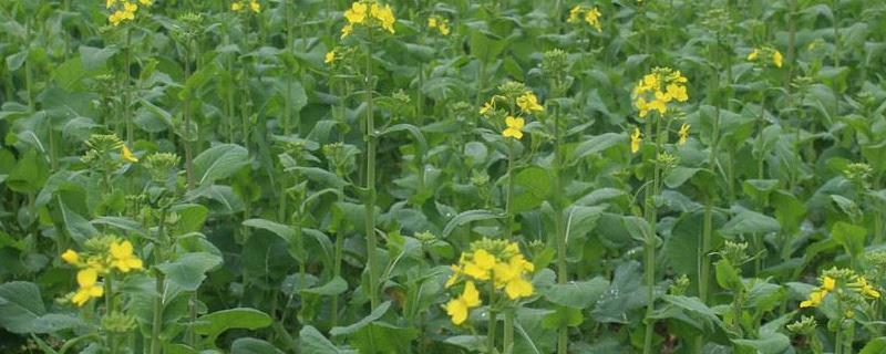 油菜病害，附种植方法 油菜种植病虫害防治