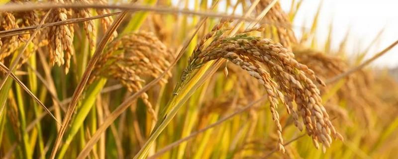 稻谷的生长过程，一般什么季节收获 稻谷生长阶段