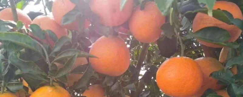 湘南红柑橘品种介绍（湘南红柑橘产地在哪里）