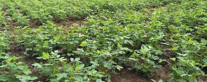 花生打什么药不生芽，附种植方法 花生打什么药不结果