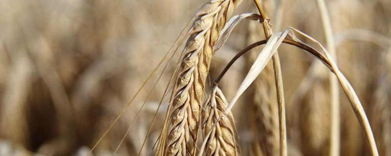 山农25小麦品种简介 山农25号小麦品种简介