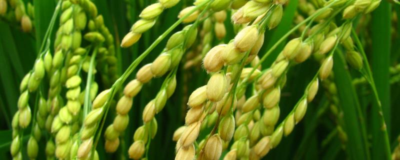 黄花粘水稻品种介绍 黄花粘稻谷品种