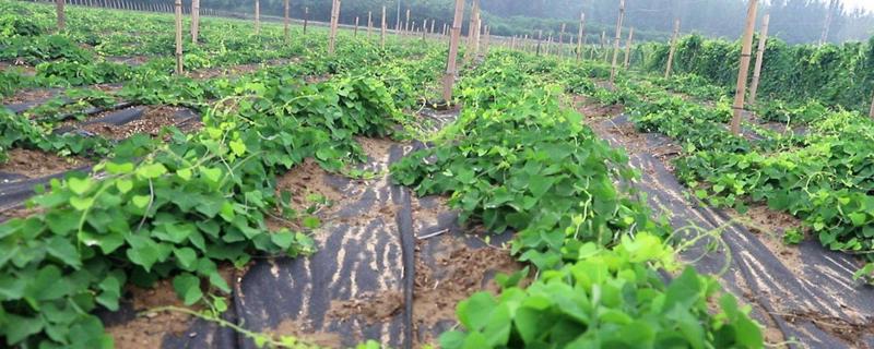 粉防己种植技术，适合什么地方种植（粉防己栽培技术）