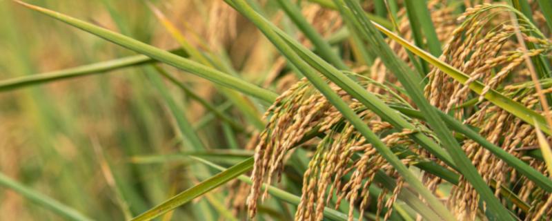 水稻生长周期多少天，附种植方法（水稻生长周期表时间）
