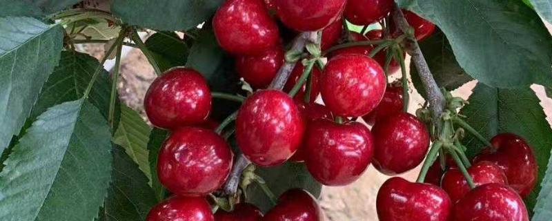 美国红大樱桃品种介绍 樱桃美国大红品种图