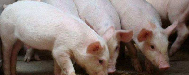 猪吃土是什么原因，猪吃土有好处吗 猪吃土会导致什么