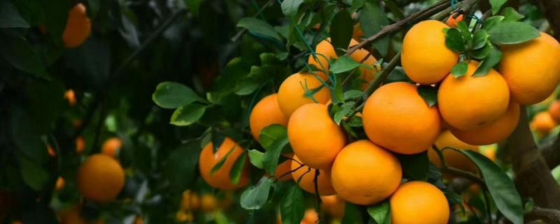 红美人柑橘品种简介 红美人柑橘种植条件是什么