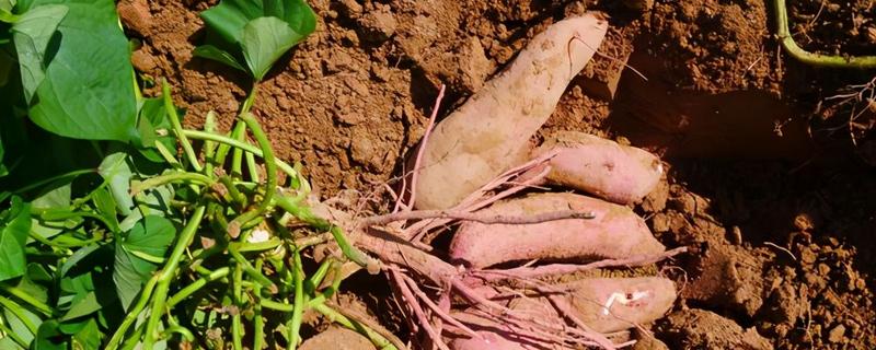 红薯膨大期施什么肥，需水量大不大 红薯膨大期用什么肥料
