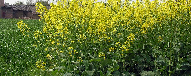 油菜移栽方法，移栽后用什么除草剂好