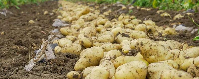 土豆一年可以种几次，附种植方法（土豆一年种几次?分别是 什么季节）