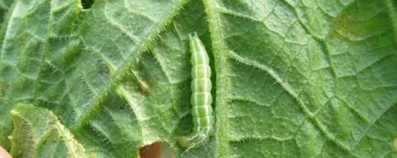 玉米螟虫打什么药，附危害症状 玉米螟虫怎么治