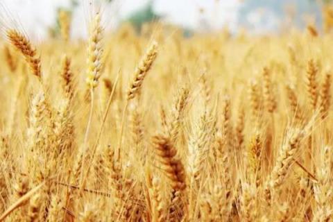 周麦27小麦品种介绍