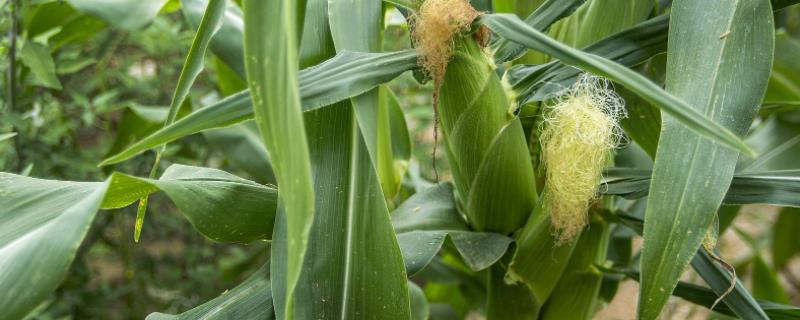 赤霉素在玉米上的使用方法，附作用（赤霉素在玉米上的应用）