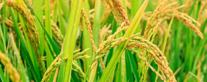 中国水稻的发展史 中国水稻的发展史论文