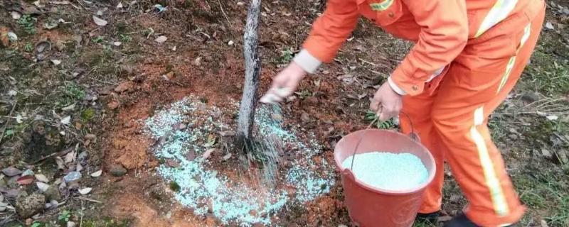 二铵肥料含量，对果树有什么作用