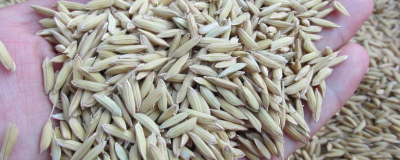 稻谷种子发芽要泡多久，谷种的品种（稻谷种子发芽多长可以播种）