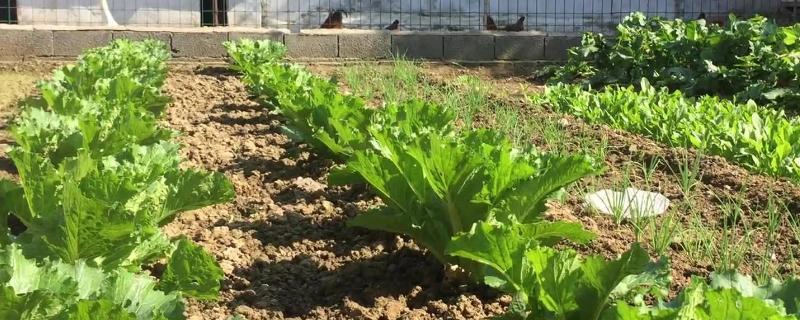 蔬菜种植知识，附温汤浸种方法 蔬菜种植知识,附温汤浸种方法有哪些