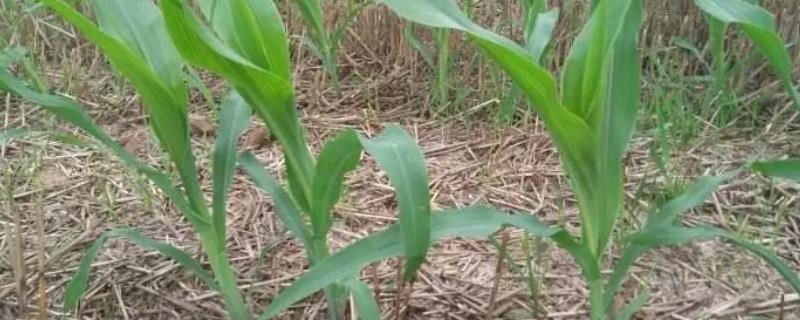 玉米苗后除草剂下午几点打好,除草剂打多了怎么办