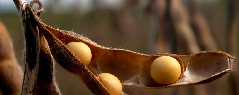 大豆病虫害的防治和用药 大豆有哪些病虫害防治