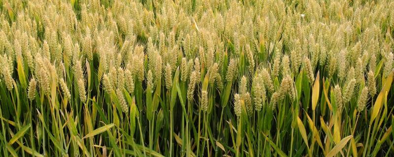 新麦208小麦品种介绍 新麦208小麦种子价格