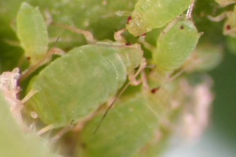 茄子虫害图片和防治法