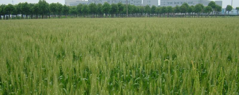 周麦27小麦品种介绍 周麦27小麦品种介绍矮抗58