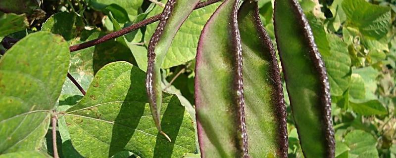 露地扁豆种植技术 扁豆的栽培技术
